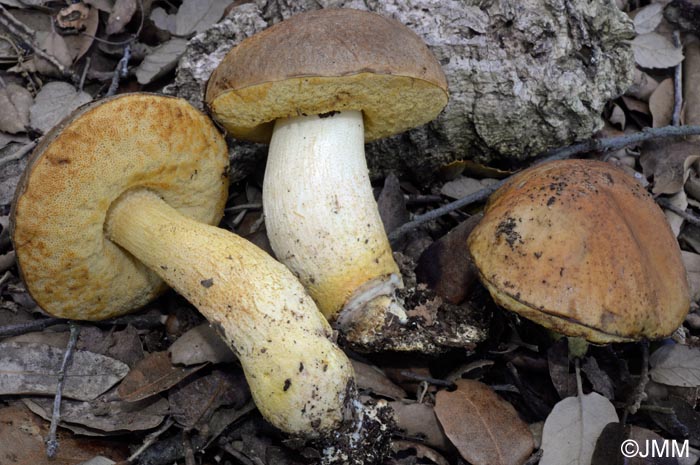 Leccinum lepidum