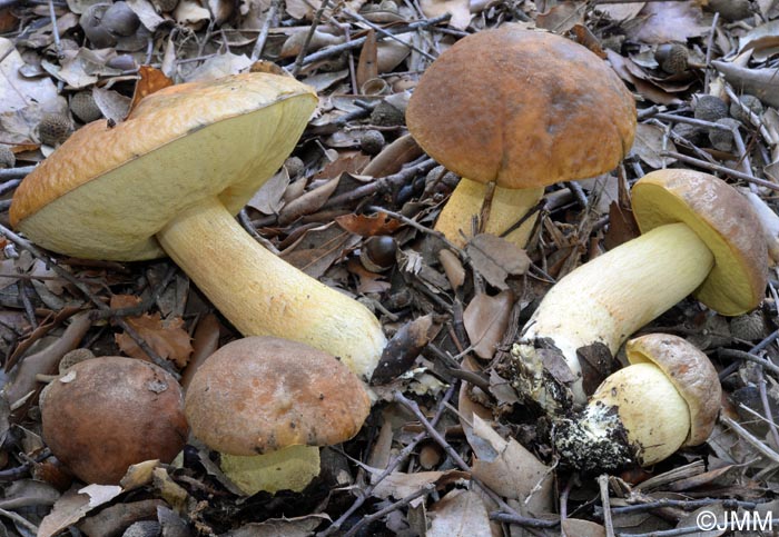 Leccinum lepidum