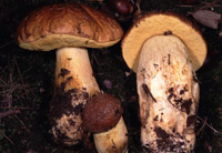 Leccinum lepidum