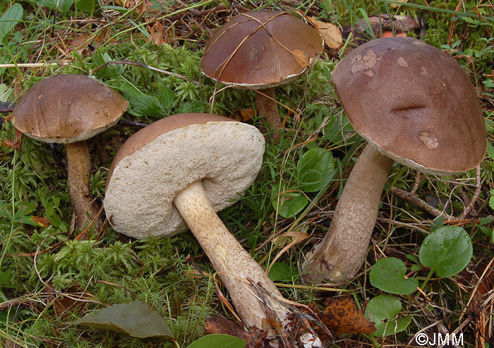 Leccinum molle