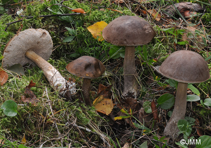 Leccinum molle