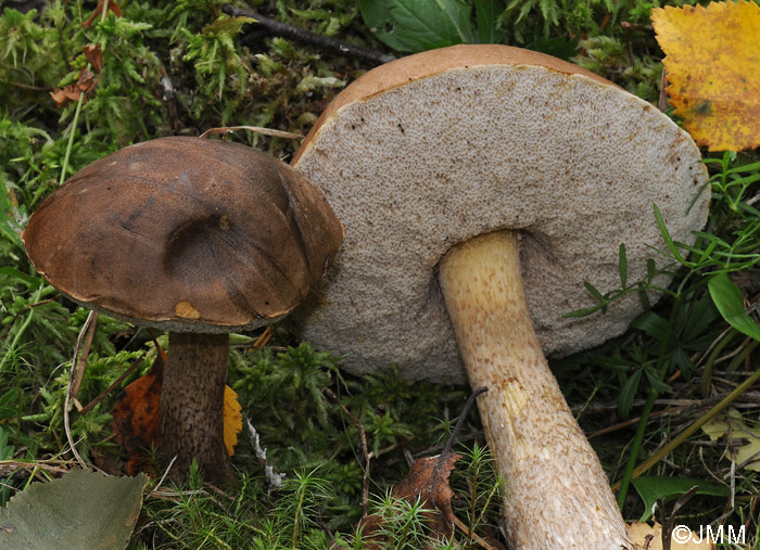 Leccinum molle