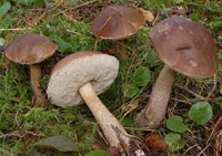 Leccinum molle