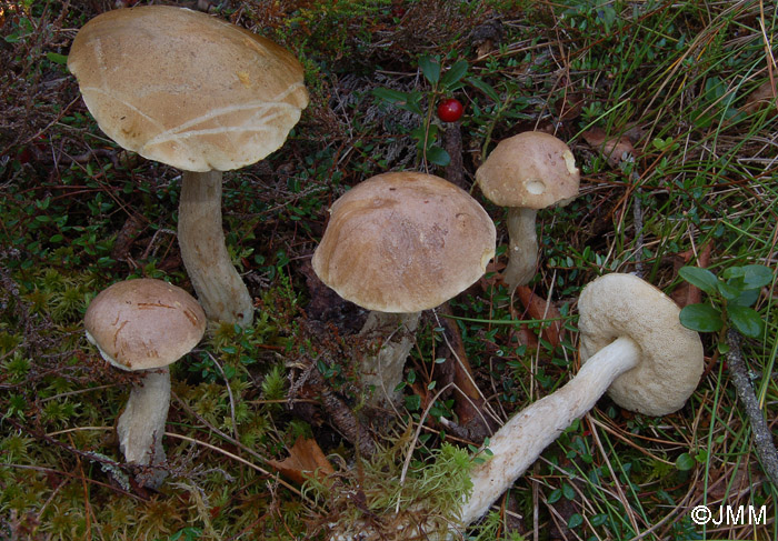 Leccinum nucatum