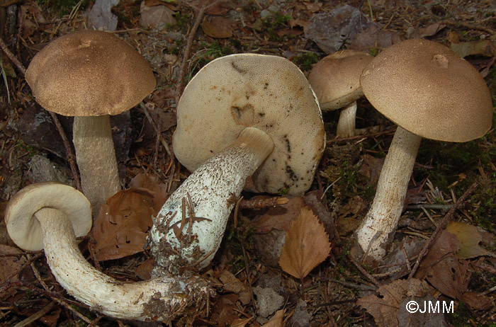 Leccinum nucatum