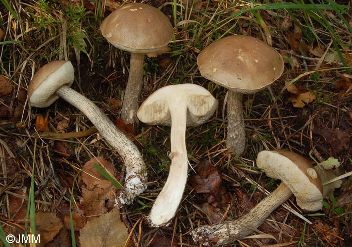 Leccinum nucatum