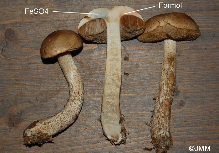 Leccinum nucatum