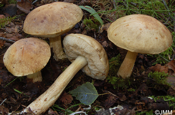 Leccinum nucatum