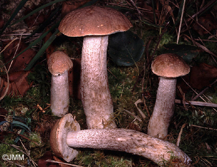 Leccinum nucatum