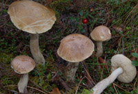 Leccinum nucatum