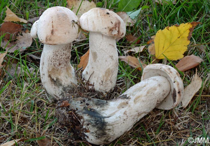 Leccinum percandidum