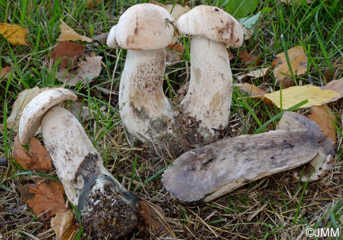 Leccinum percandidum