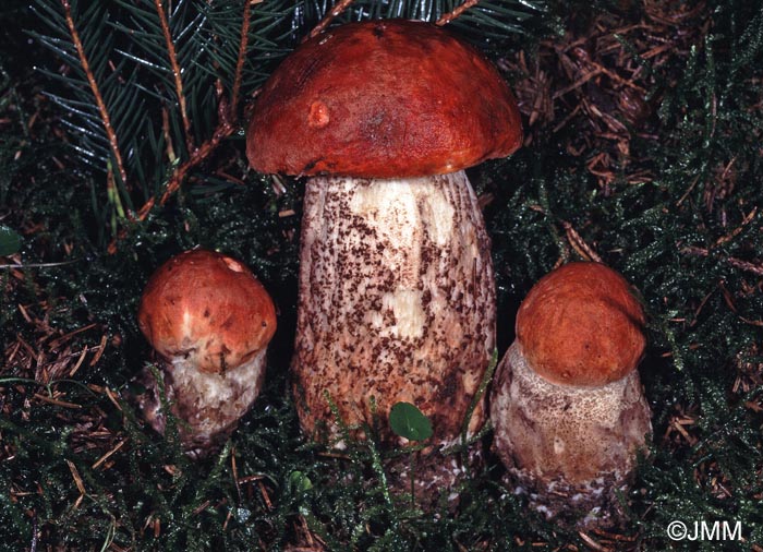 Leccinum piceinum