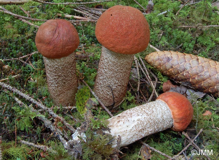 Leccinum piceinum