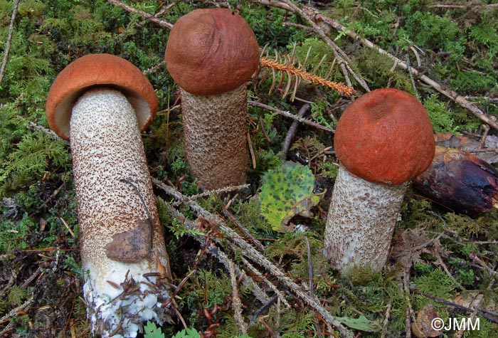 Leccinum piceinum