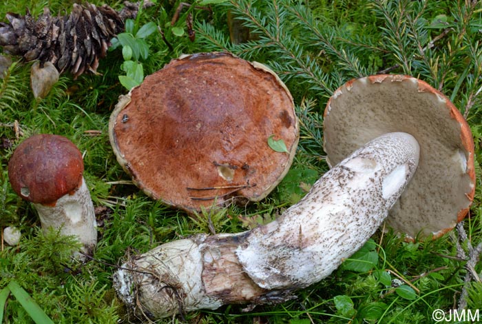 Leccinum piceinum