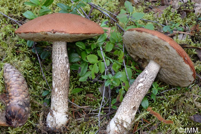 Leccinum piceinum