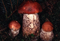 Leccinum piceinum