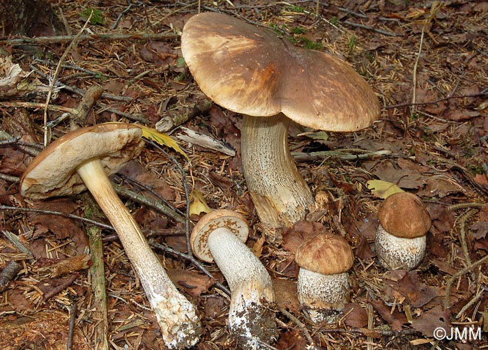 Leccinum pulchrum