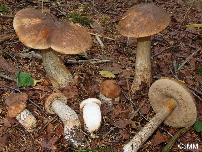 Leccinum pulchrum