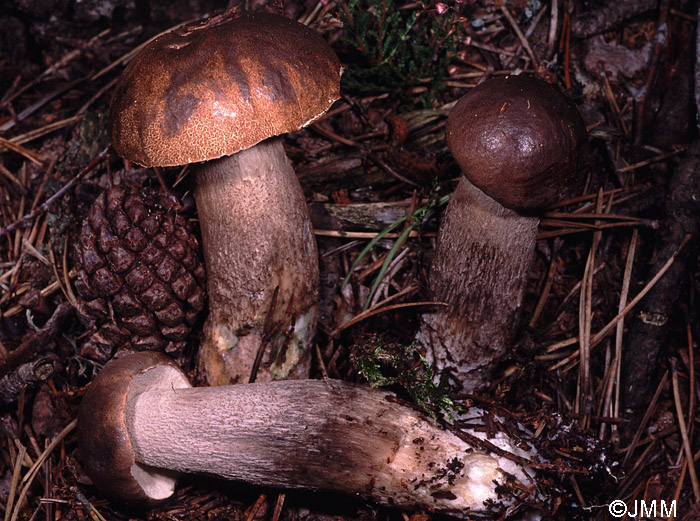 Leccinum pulchrum var. fuscodiscum