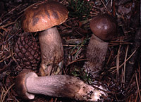 Leccinum pulchrum var. fuscodiscum