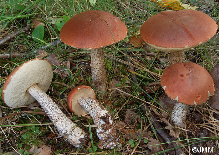 Leccinum aurantiacum = Leccinum quercinum