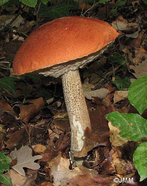 Leccinum aurantiacum = Leccinum quercinum