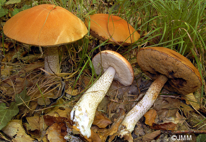 Leccinum aurantiacum = Leccinum quercinum