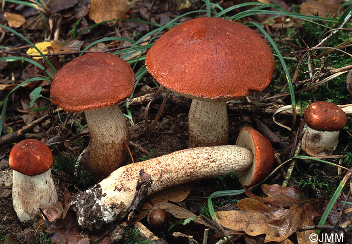 Leccinum aurantiacum = Leccinum quercinum