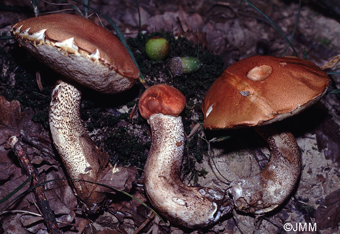 Leccinum aurantiacum = Leccinum quercinum