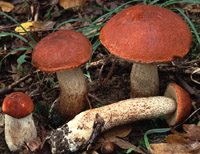 Leccinum aurantiacum