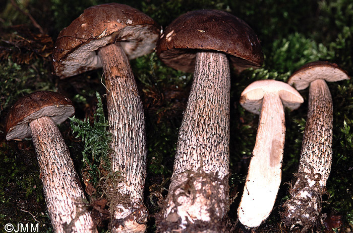 Leccinum roseofractum