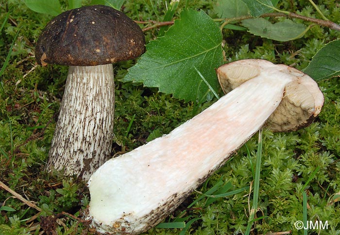 Leccinum roseofractum