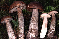 Leccinum roseofractum