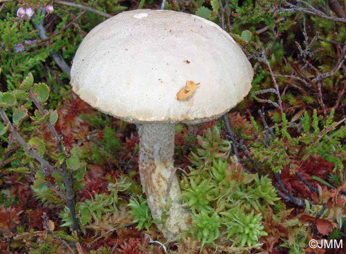 Leccinum rotundifoliae mycorhizique de Betula nana