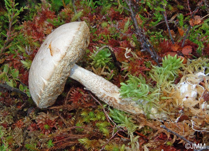 Leccinum rotundifoliae