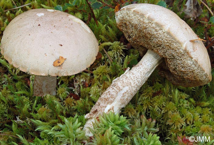 Leccinum rotundifoliae