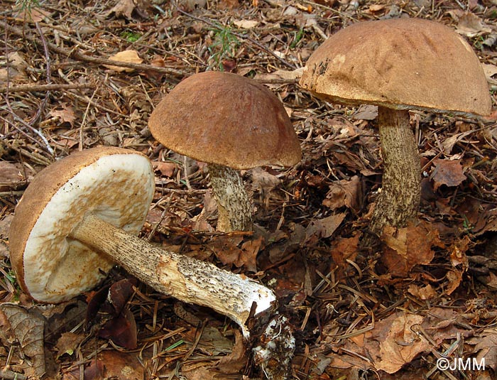 Leccinum scabrum