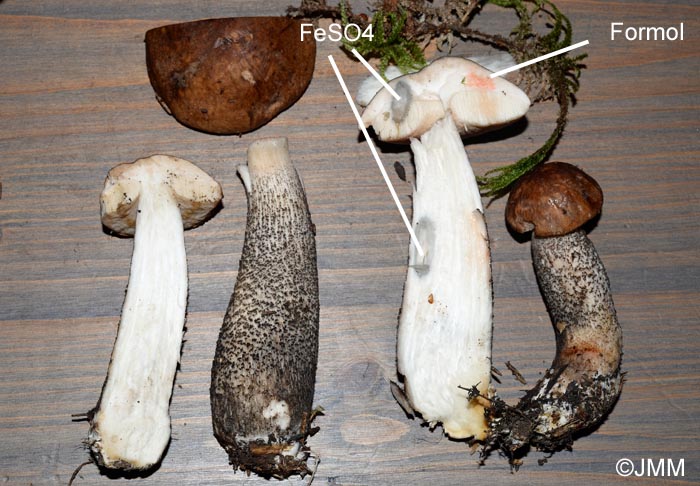 Leccinum scabrum