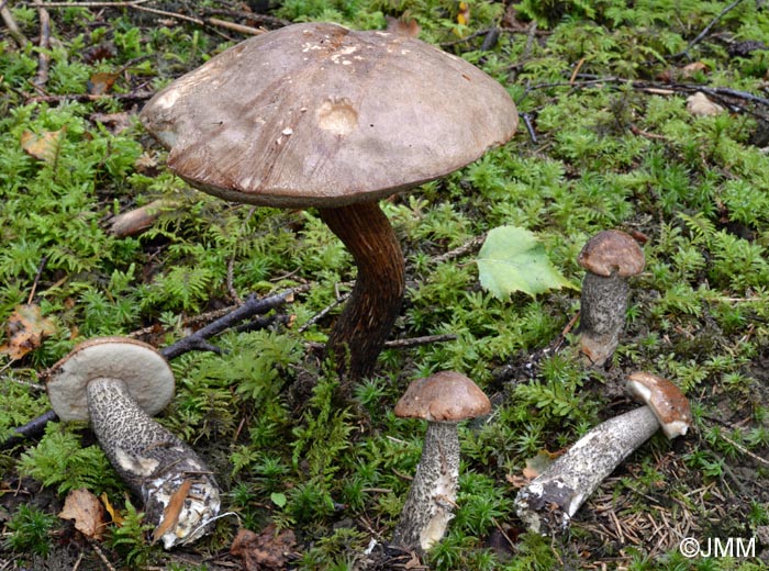 Leccinum scabrum