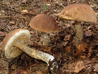 Leccinum scabrum