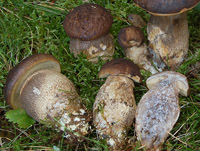 Leccinum schistophilum