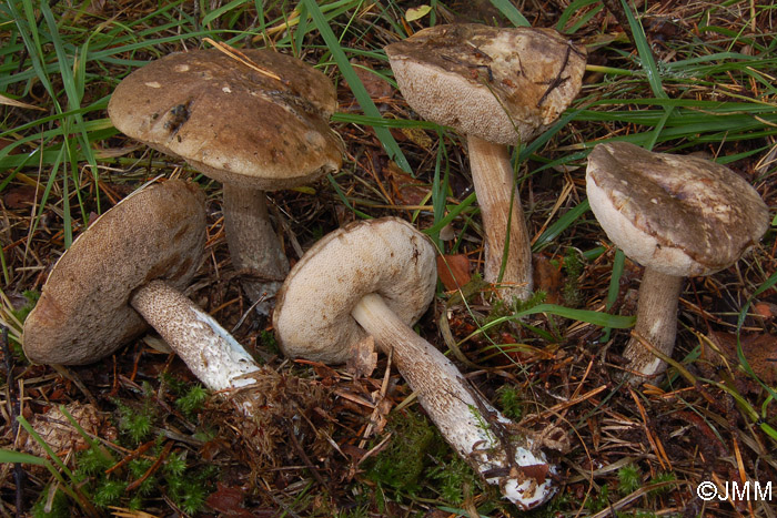 Leccinum variicolor