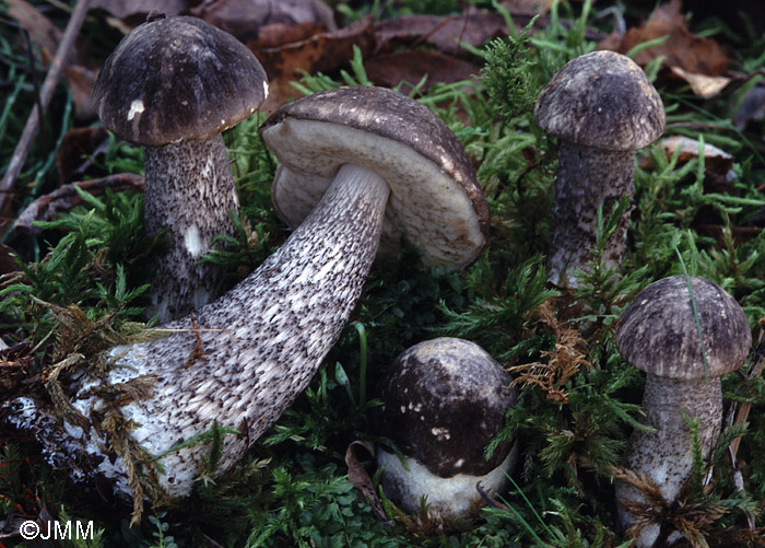 Leccinum variicolor