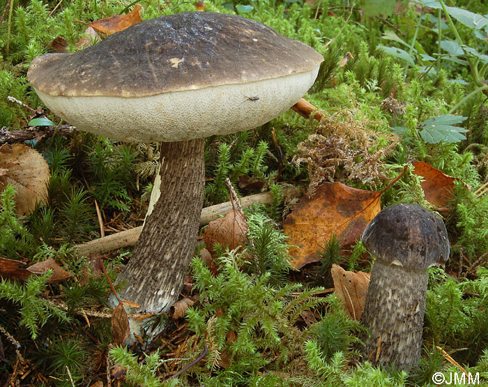 Leccinum variicolor