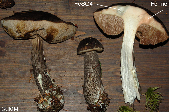 Leccinum variicolor