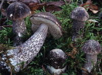 Leccinum variicolor