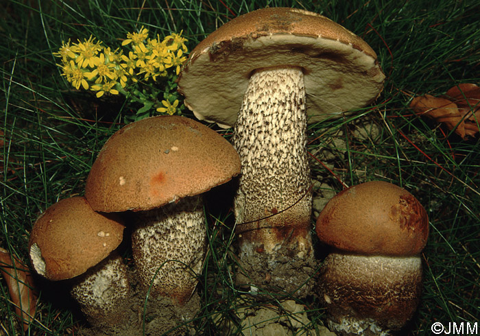 Leccinum versipelle