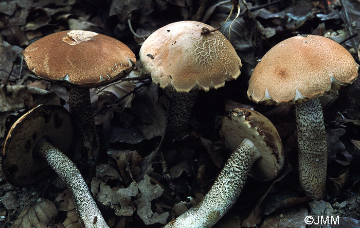 Leccinum versipelle